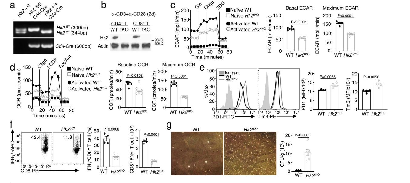 HK2的T細胞特異性缺失會損害T細胞代謝以及針對腫瘤發生和細菌感染的免疫反應