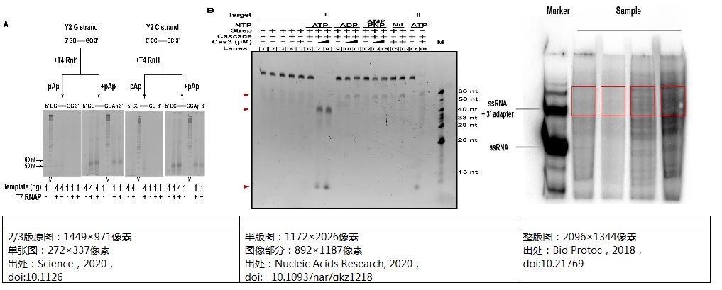 SCI論文電泳凝膠圖像應用舉例