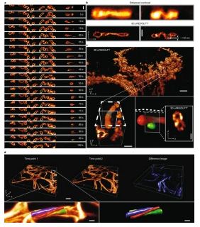 人體全長細胞的四維成像和渲染