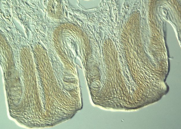 兔子味蕾斷面，微分干涉對比顯微鏡