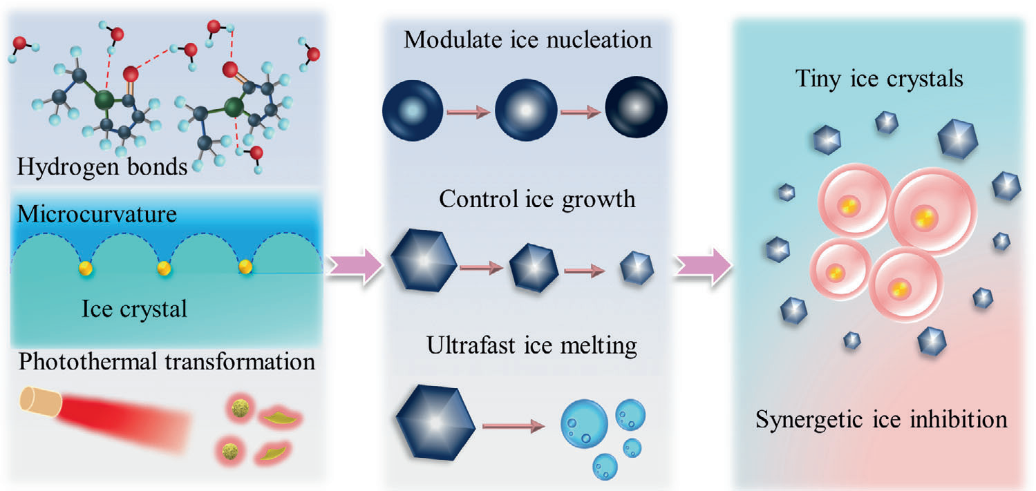 基于氫鍵、吸附抑制以及光熱轉換效應實現冰晶的協同抑制以提升活細胞深低溫冷凍保存效果