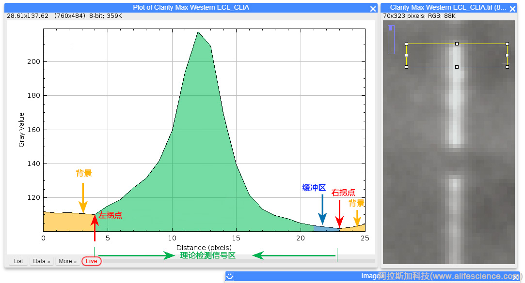 Image J Plot Profile評估選區邊界-2