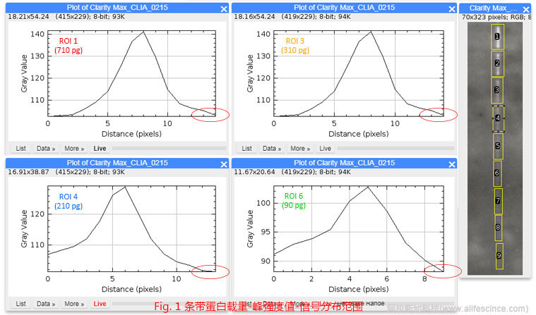 Western Blot蛋白含量-信號強度-分布范圍的關(guān)聯(lián).jpg