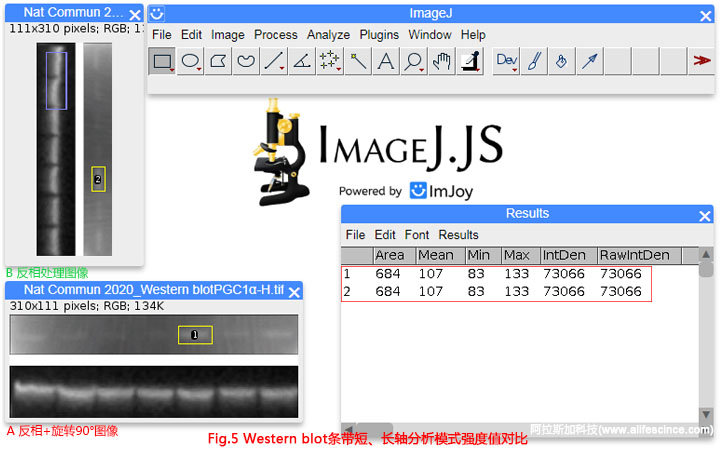 Western Blot圖像長軸短軸分析選區(qū)分析結(jié)果一致.jpg