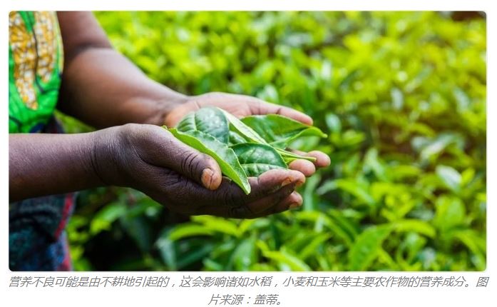 植物中的特定蛋白質可預防人體缺鋅