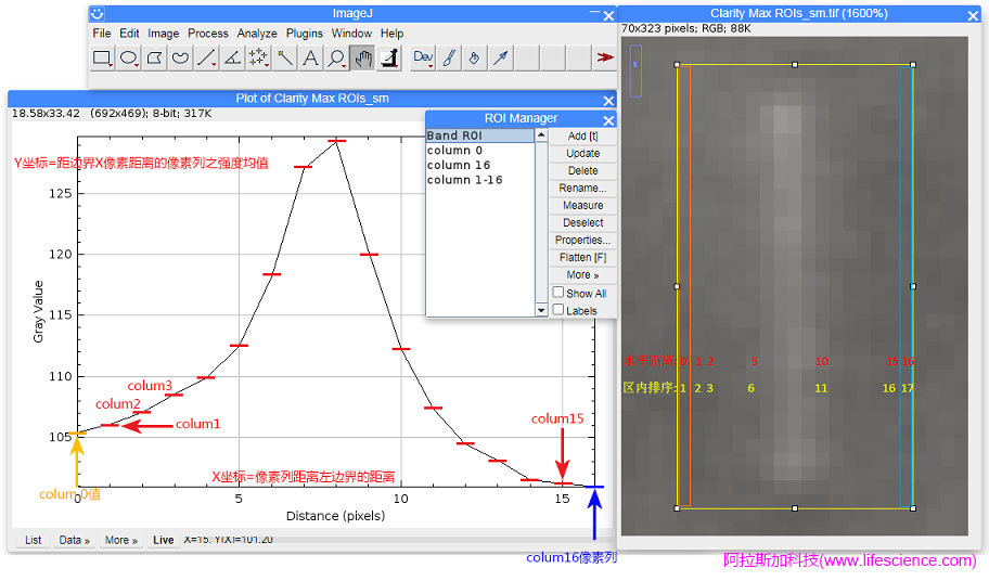 ImageJ軟件Plot Profile的選區(qū)ROI顯示界面.jpg