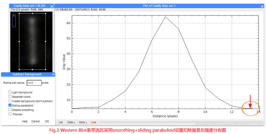 Fig.3 Western Blot條帶采用smoothing+sliding paraboloid設置扣除背景后圖像強度分布圖.jpg