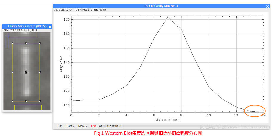 Fig 1 背景扣除前Western Blot條帶選區圖像初始信號強度分布圖.jpg