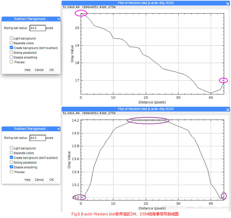 Fig 6 β-actin Western blot條帶選區SM、DSM組背景信號曲線圖.jpg