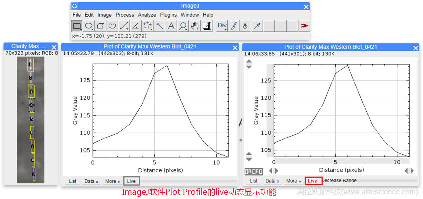 ImageJ軟件Plot Profile的live動態(tài)顯示功能.jpg