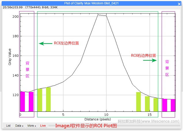 用Image J軟件Plot Profile評估分析選區邊界.jpg