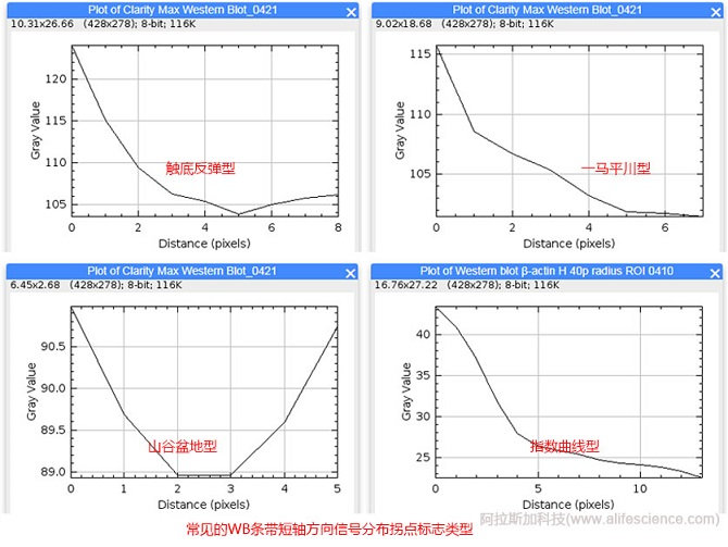 WB條帶短軸方向信號分布拐點標志.jpg