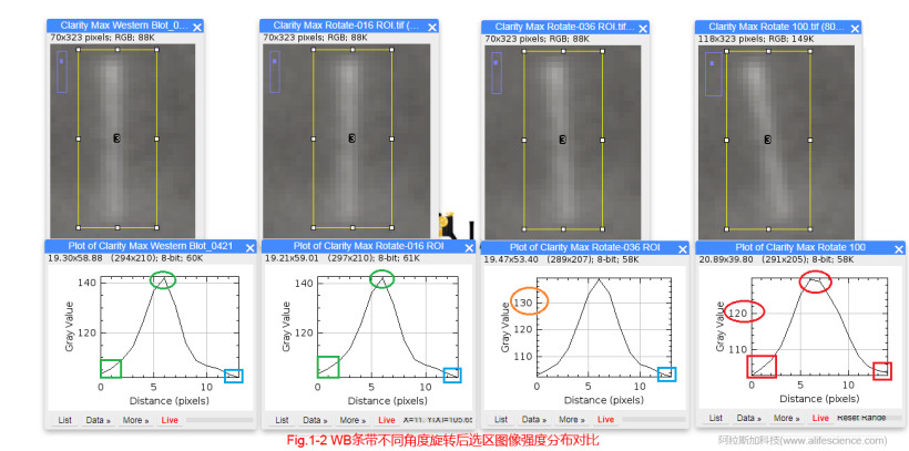 Fig 1-2 WB條帶不同角度旋轉后選區圖像強度分布對比.jpg