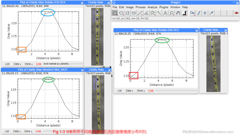 蜂蜜瀏覽器_Fig.1-3 WB條帶不同角度旋轉后選區圖像強度分布對比.jpg