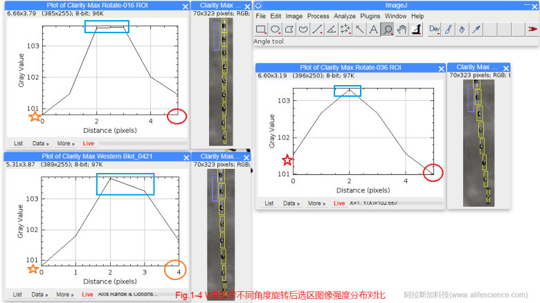 蜂蜜瀏覽器_Fig 1-4 WB條帶不同角度旋轉后選區圖像強度分布對比.jpg
