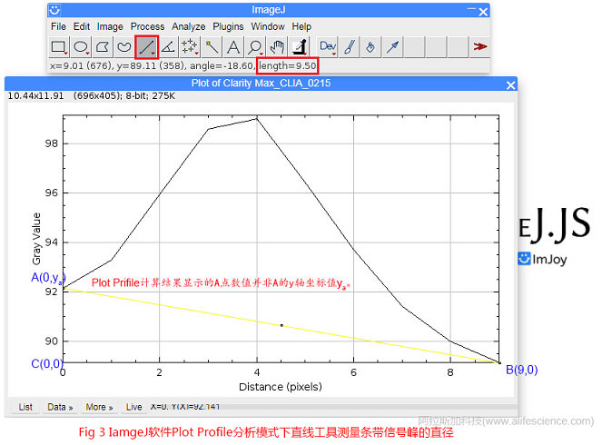 Fig 3 IamgeJ軟件Plot Profile分析模式下直線工具測(cè)量條帶信號(hào)峰的直徑.jpg