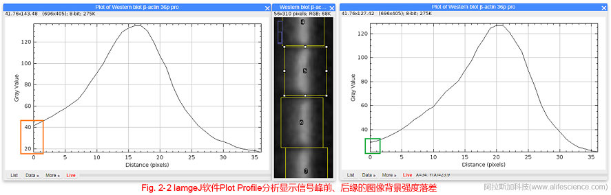 Fig 2-2 IamgeJ軟件Plot Profile分析顯示信號(hào)峰前、后緣的圖像背景強(qiáng)度落差.jpg