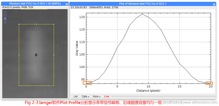 Fig.2-3 IamgeJ軟件Plot Profile分析顯示條帶信號(hào)峰前、后緣圖像背景均勻一致.jpg