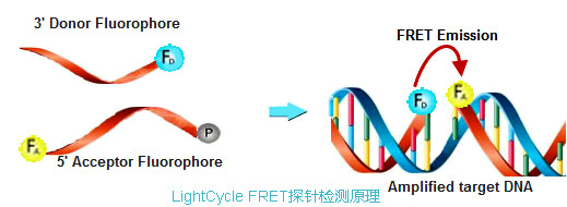 實時熒光定量PCR儀LightCycle FRET探針檢測原理.jpg