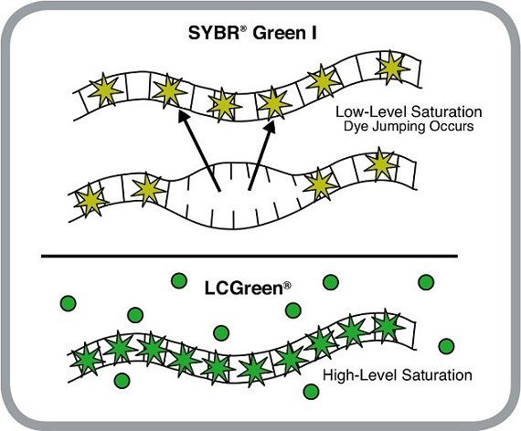 實(shí)時(shí)熒光定量PCR儀LC Green和SYBR Green I標(biāo)記染料工作原理.jpg