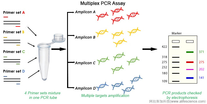 多重PCR分析技術原理和流程.jpg
