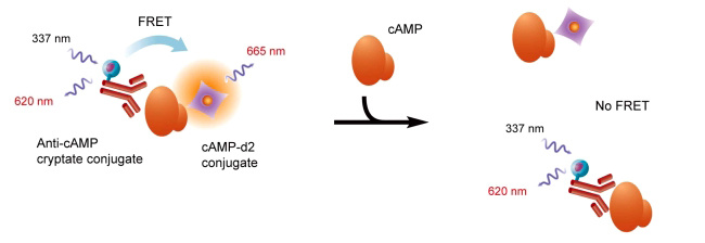 HTRF技術用于cAMP測定的原理.jpg