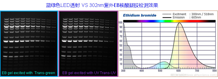 iBright FL1500 藍綠透射光源用于EB凝膠的檢測.jpg