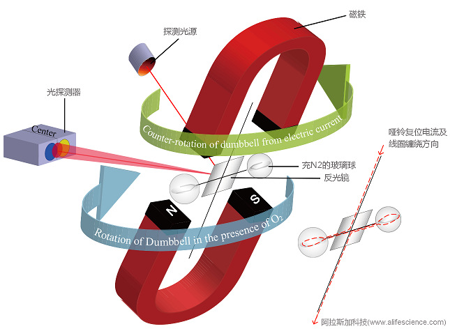 Columbus CLAMS動(dòng)物代謝分析系統(tǒng)氣體O2含量監(jiān)測順磁式氧氣傳感器工作原理示意圖.jpg