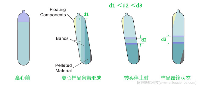 Beckman Optima XE-100 Optima XE-90超速離心機NVT 100_NVT 90_NVT65_NVT 65.1近垂直轉(zhuǎn)頭用于連續(xù)密度梯度離心原理圖.jpg