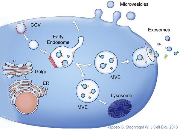 細胞外囊泡發生原理.jpg