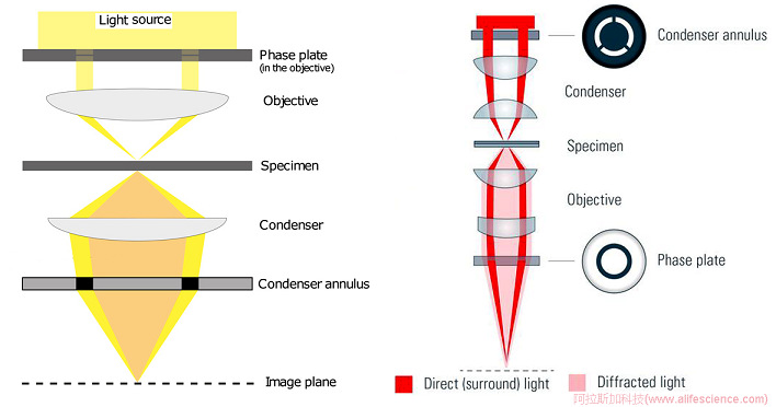 倒置顯微鏡相襯對比技術成像原理圖.jpg