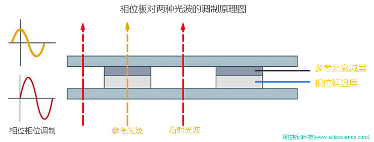 Leica DMiL Zeiss Primovert倒置相差顯微鏡物鏡相位板技術原理圖.jpg